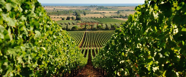 MaremmaWine-Maremma+Wine+Route+-Water,+Colors+and+Marvels-