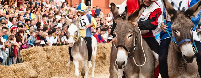 Donkey+Race+Palio,+Piedmont