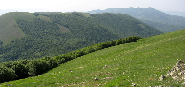 Basil_Lucanian-Apennines