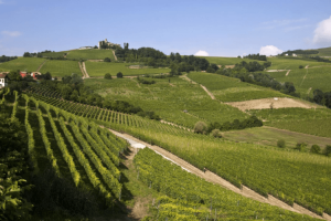 Vineyards in Langhe, Piedmont. by Phalaenopsis Aphrodite