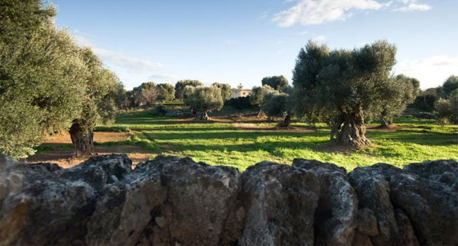 Team building in Apulia - Centuries-old olive groves in the Itria Valley - image from joinitaly.com