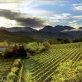 Vineyard in the Conegliano Valdobbiadene area - photo by Francesco Galifi