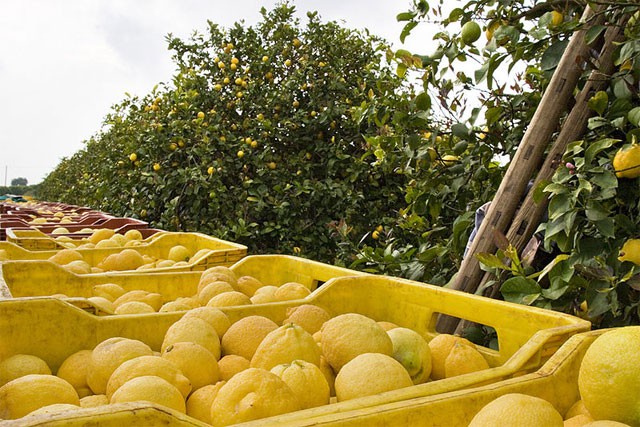 Organic lemons' harvest, image from siciliafan.it