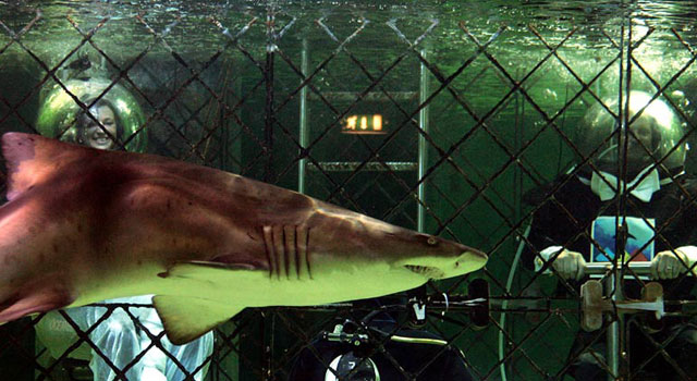 Cheese! Shark guest at the underwater wedding in Emilia Romagna. Image from wikinewforum.com