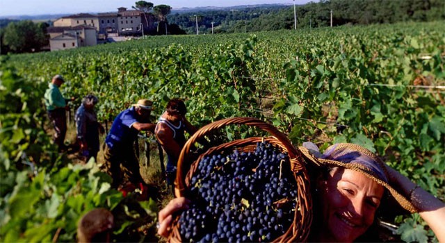 Fall grape harvest, a typical seasonal activity – image from olioevino.org