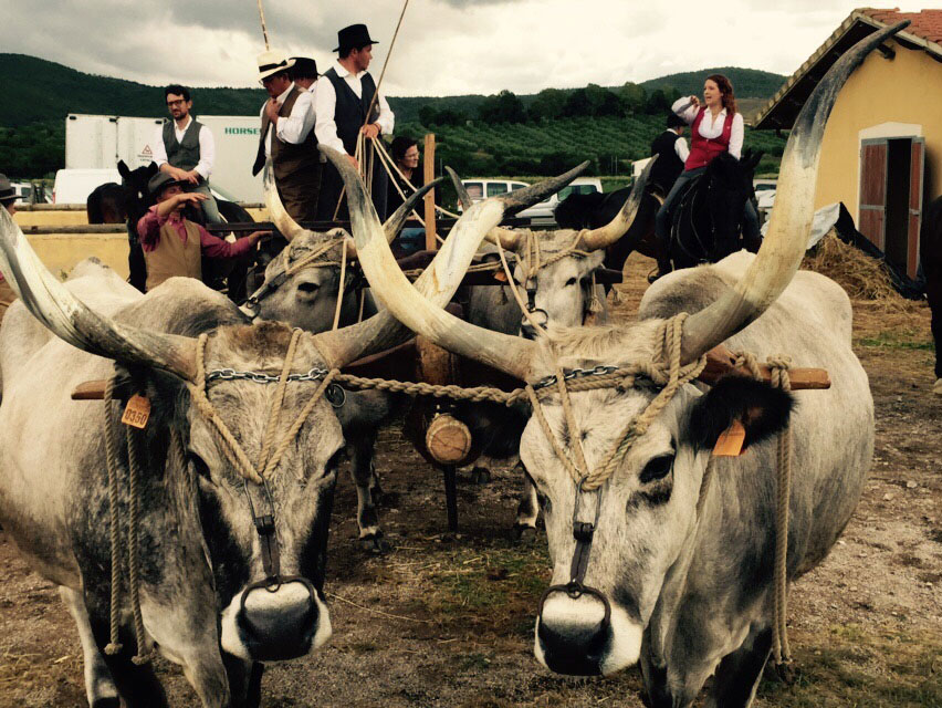 Cowboys & traditions in Maremma Tuscany