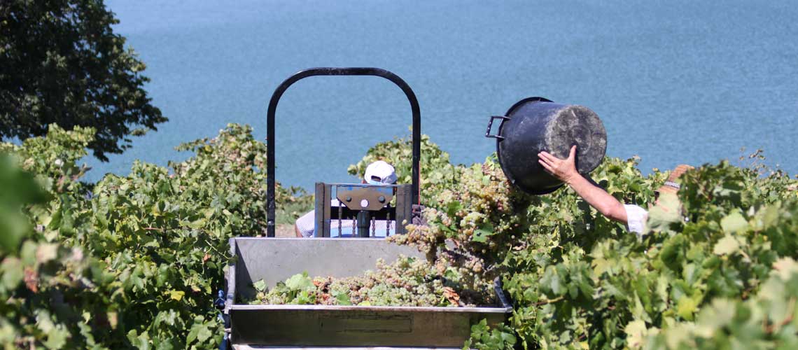 Vineyarding in Planeta Estate "Ulmo", Sicily