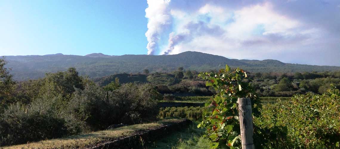 Vineyarding in Planeta Estate near the Etna Volcano, Sicily