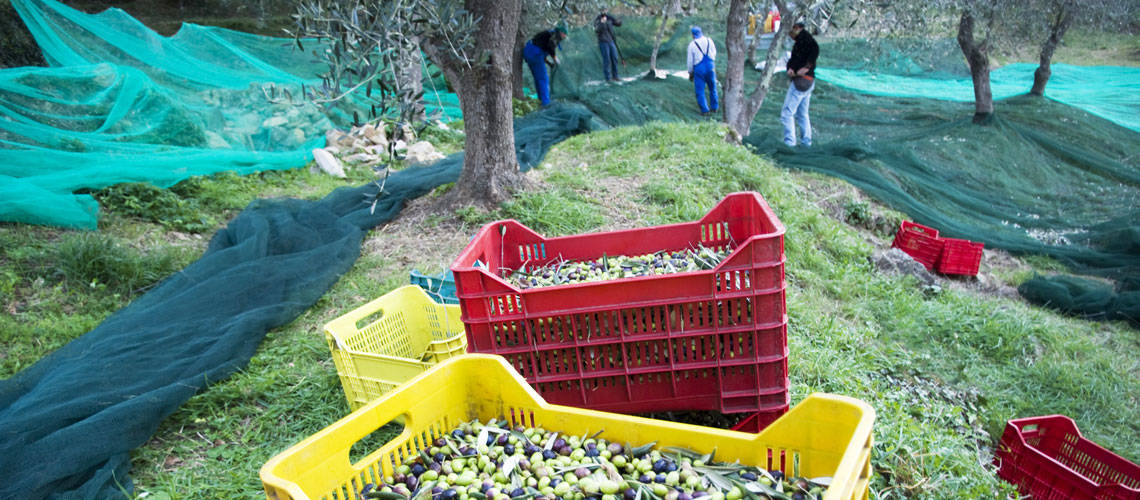 Olive Harvest in Italy