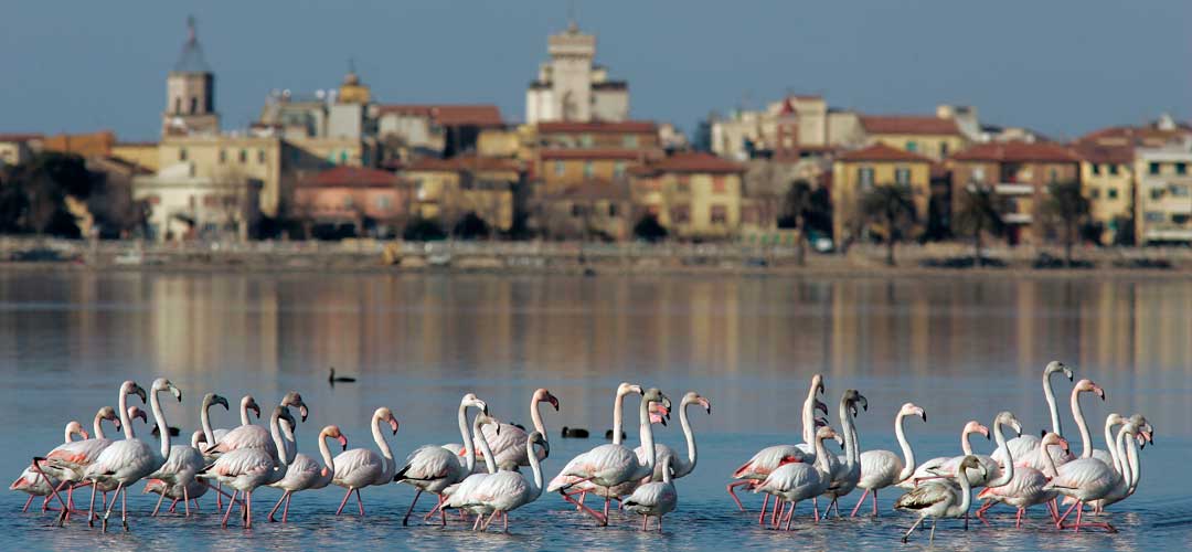 Pink Flamingos in Orbetello Lagoon