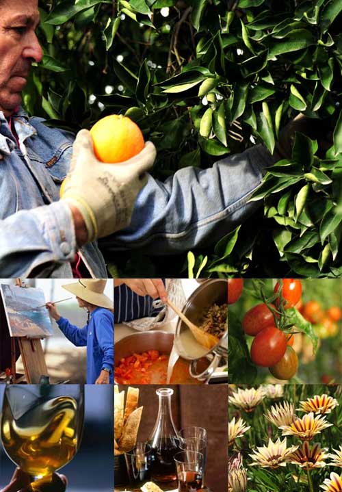 Lemon harvest in Sicily: Villa Aranjaya