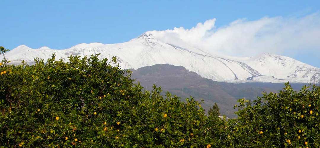Lemon grove near Mount Etna, Sicily - image from ruralbox.it