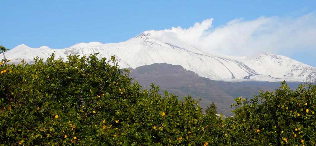 Lemon grove near Mount Etna, Sicily - image from ruralbox.it