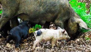 Sicily's nature in the countryside