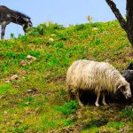 Sicily's nature in the countryside