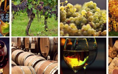 Italian wine: 2016 harvest & vintage experiences