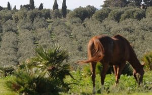 overtourism italy travel