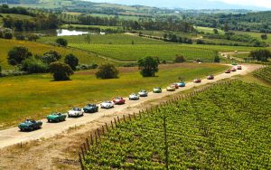 vineyarding team building wine italy