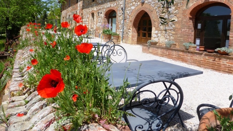 Outdoors yard with a bush of poppies at the forefront of the image