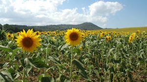 events positive impact italy