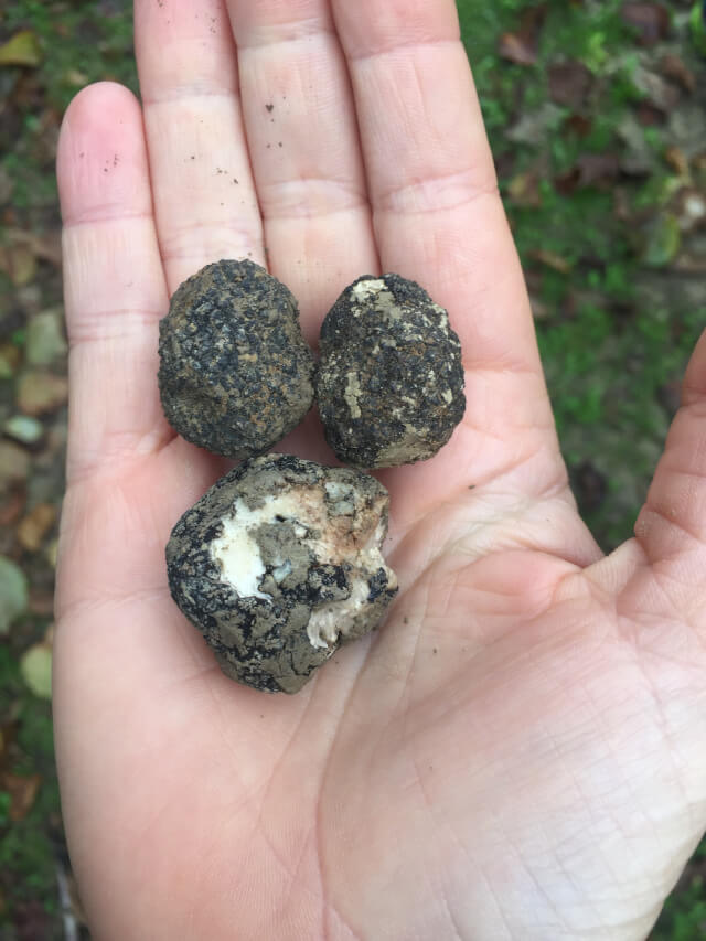 truffle hunting in piedmont