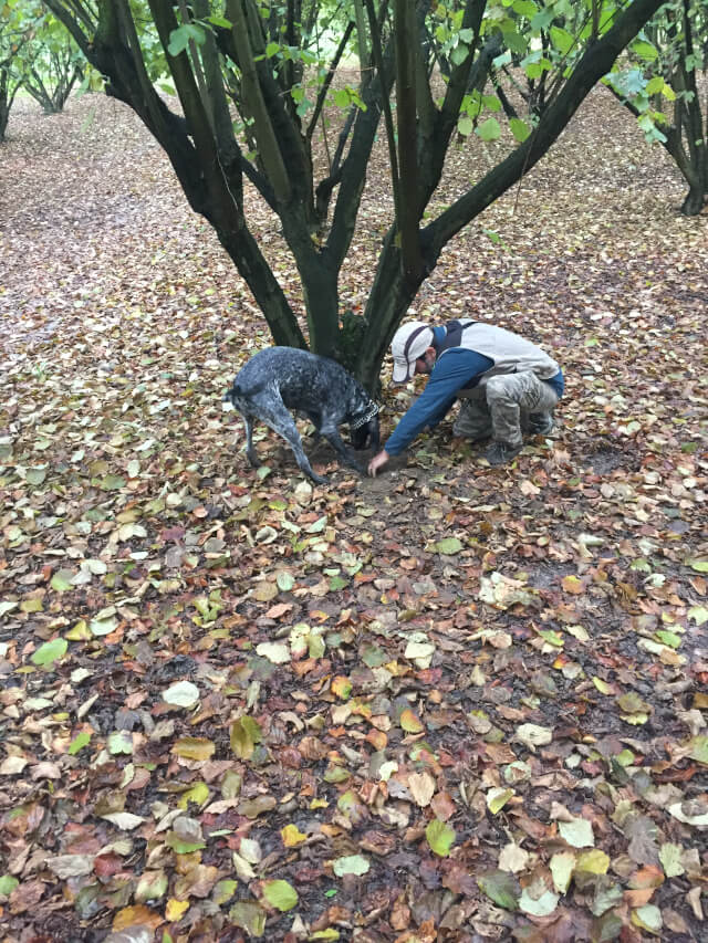 truffle hunting in piedmont