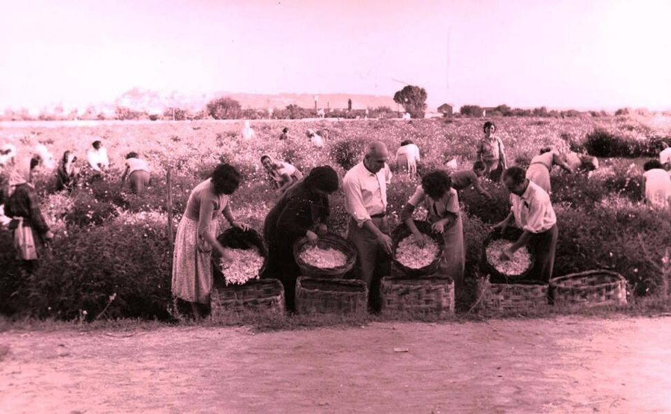 jasmine pickers in sicily - photo from catania.liveuniversity.it