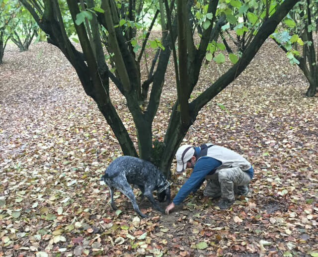 truffle hunting in piedmont